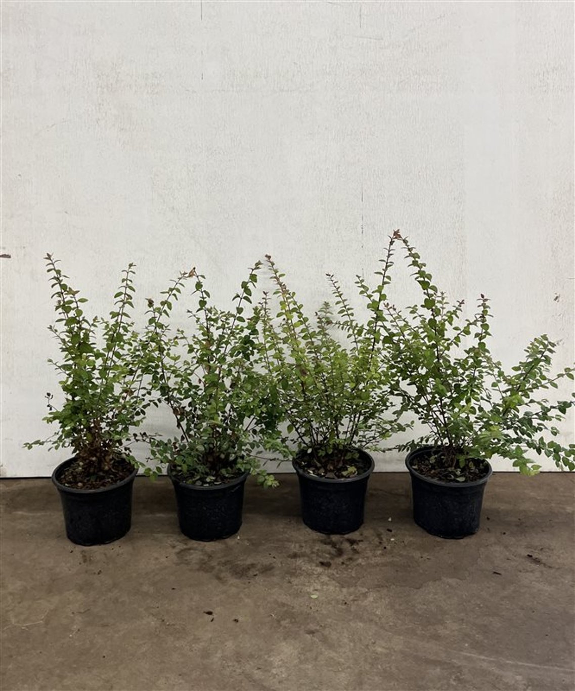 Symphoricarpos ch. 'Hancock' - C2 30-40 CM